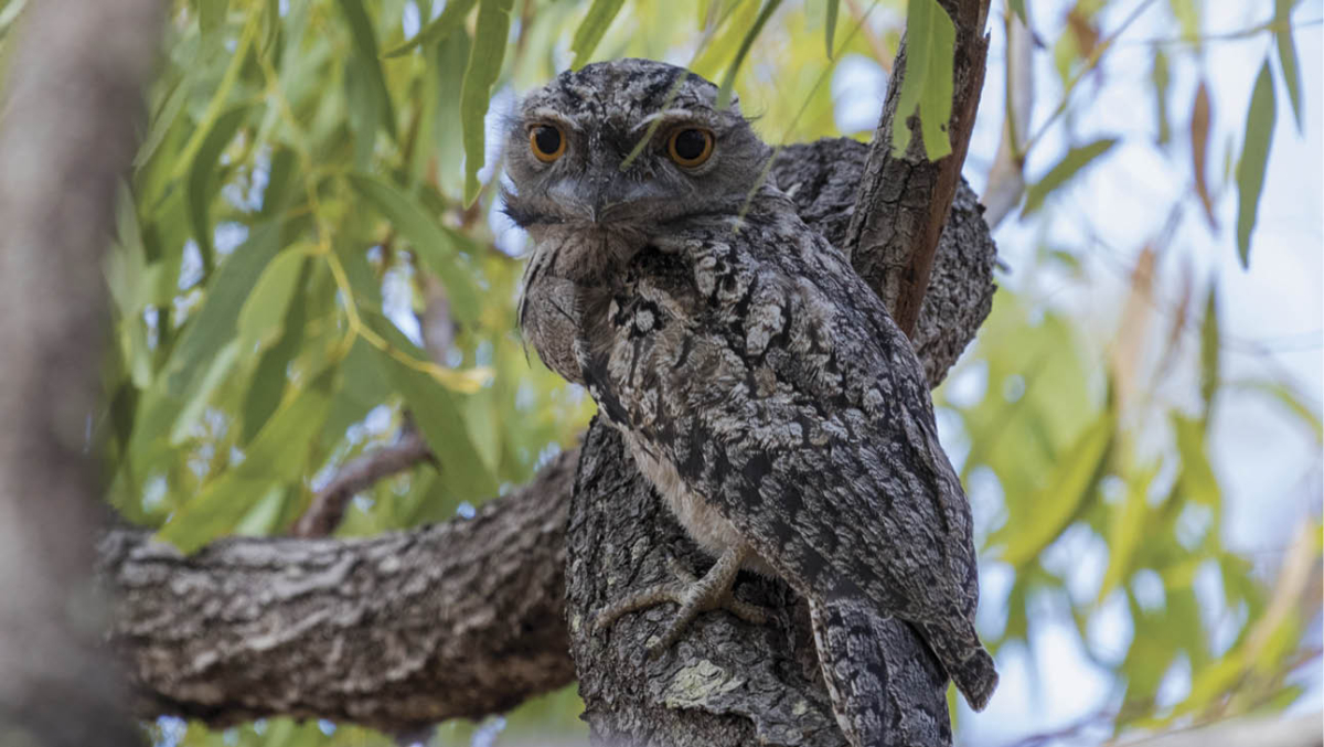 133 Tawny frogmouth_iStock