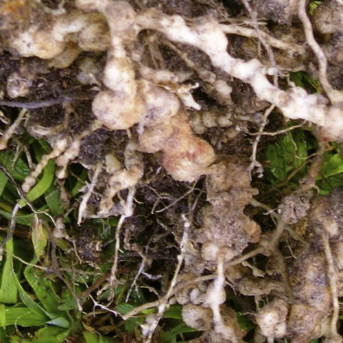 Nematodes commonly cause damage to roots and bulbs.