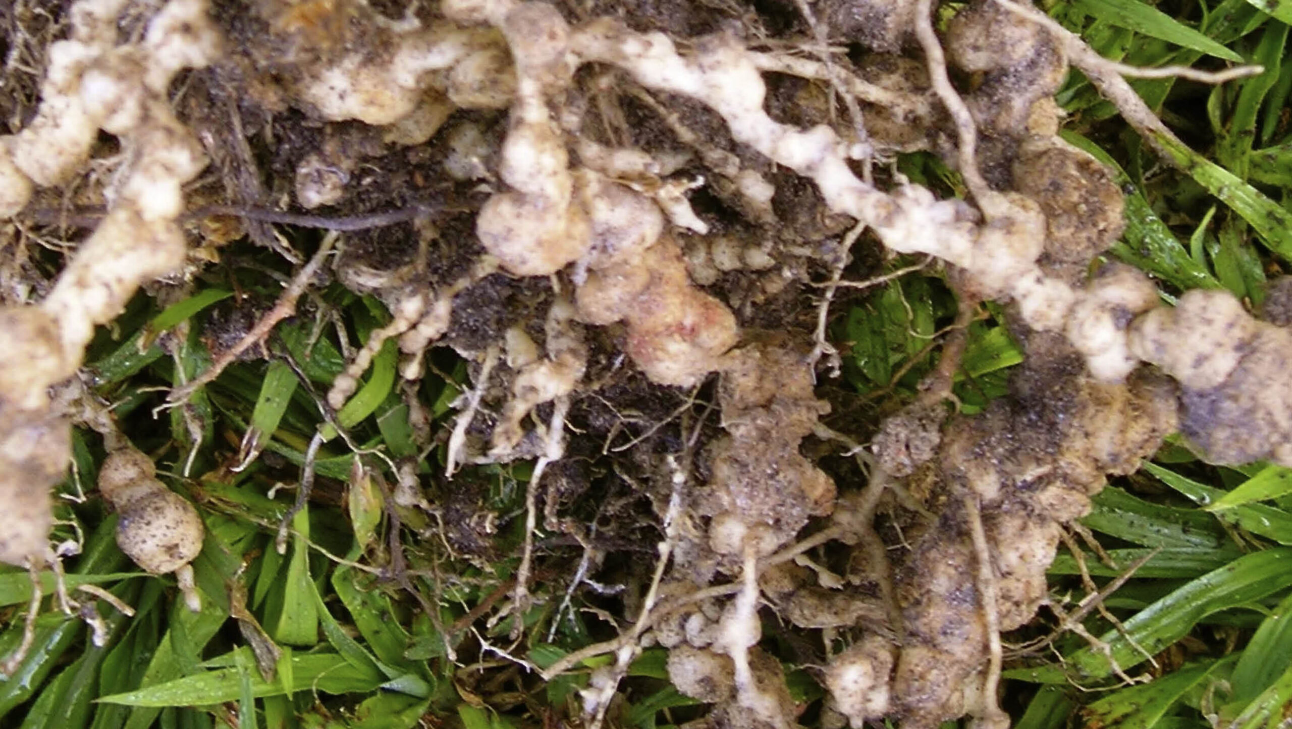Nematodes commonly cause damage to roots and bulbs.