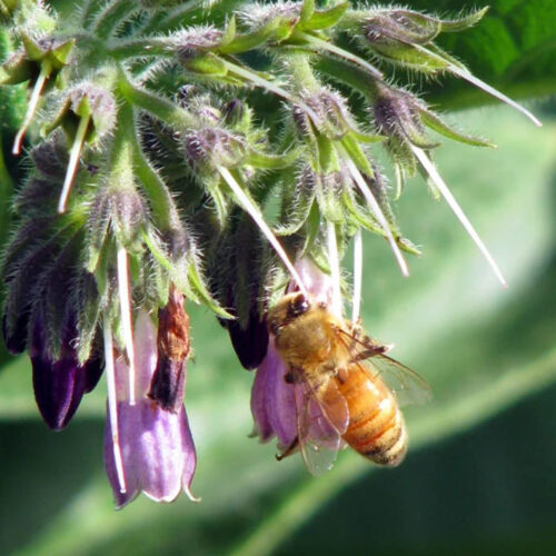 Bee on a comfrey flower.