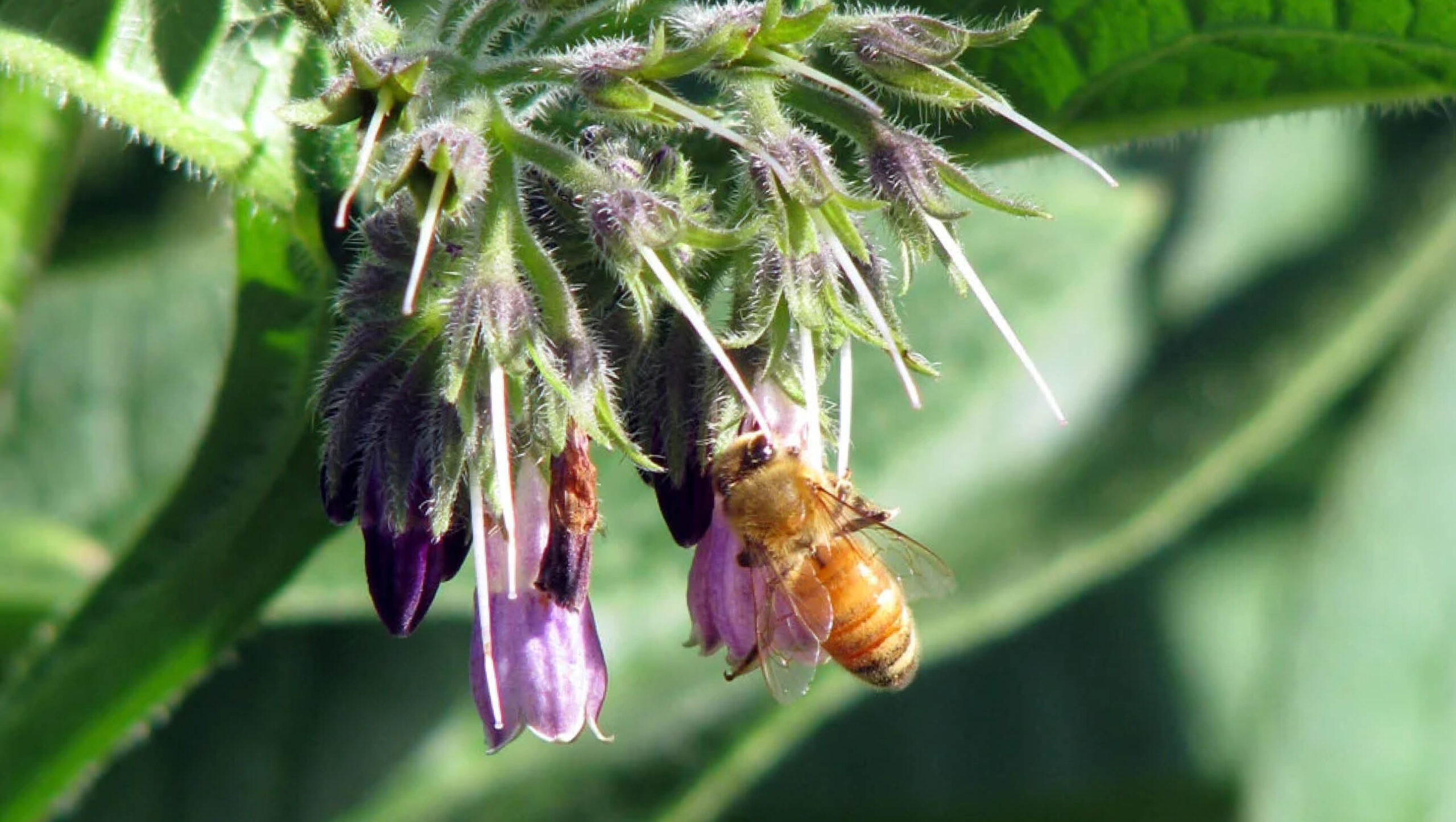 Bee on a comfrey flower.
