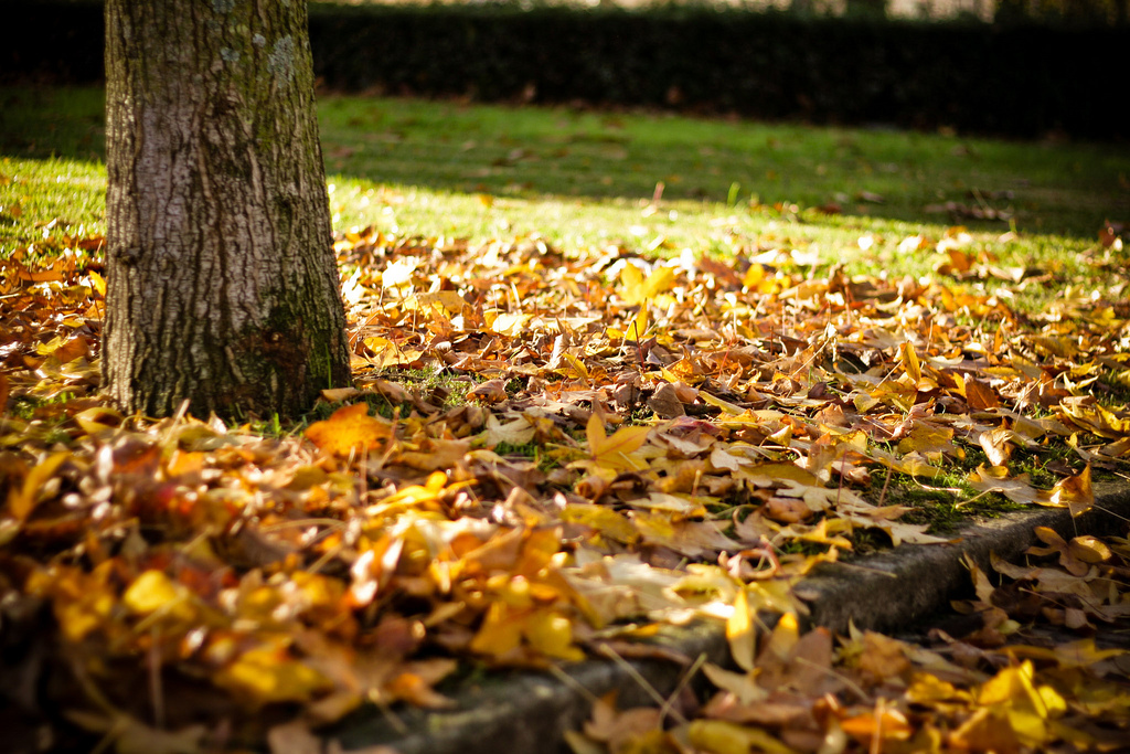Fallen Leaves