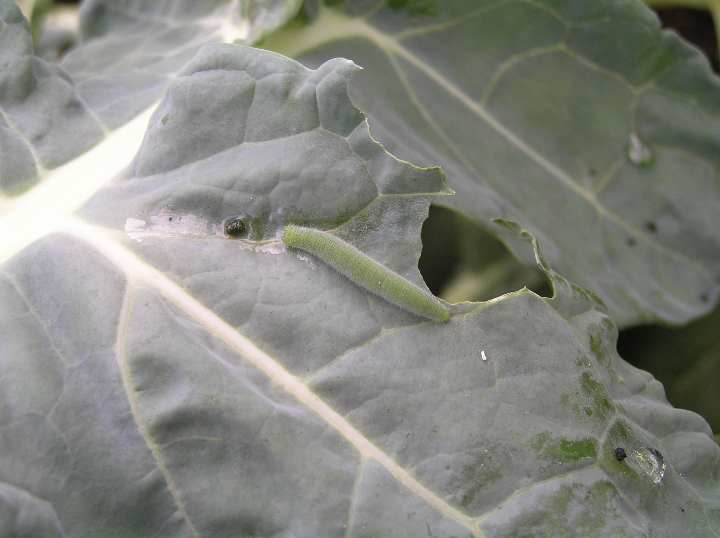 Ohio Caterpillar Alert: Protect Your Family From Poisonous Species - fx8c8gf