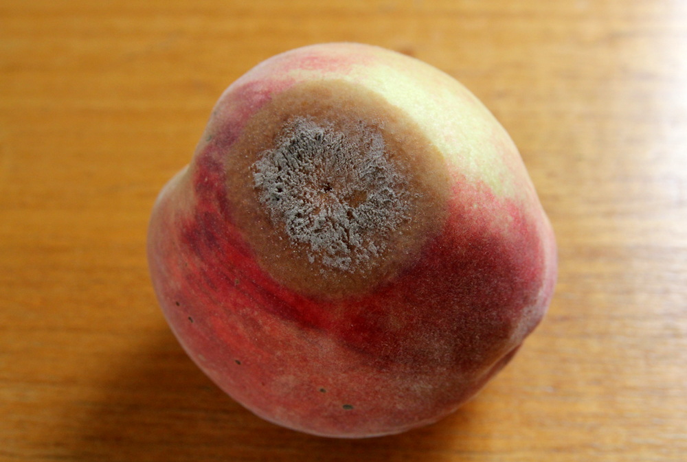Peach Brown Rot