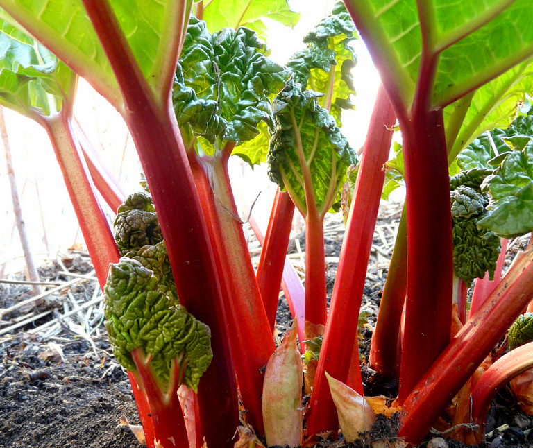 Red Rhubarb