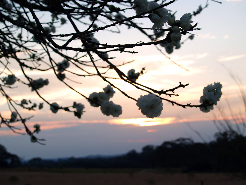 Unfurling Buds
