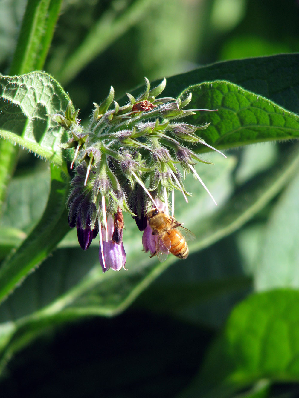 A honey bee on a comfrey flower.