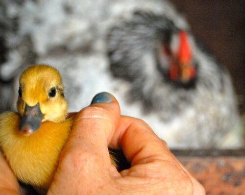 Mother hen has a duckling A mother hen sat on duck eggs and hatched her very own little duckling!