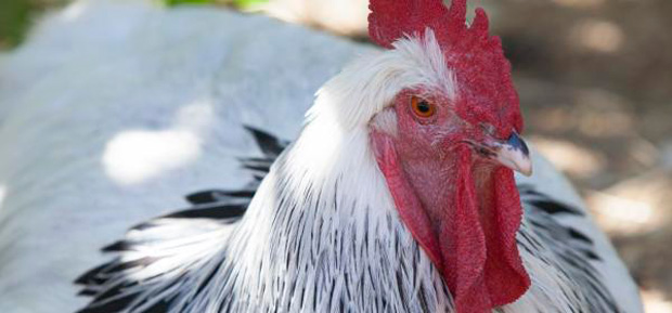 Chicken breeds on show