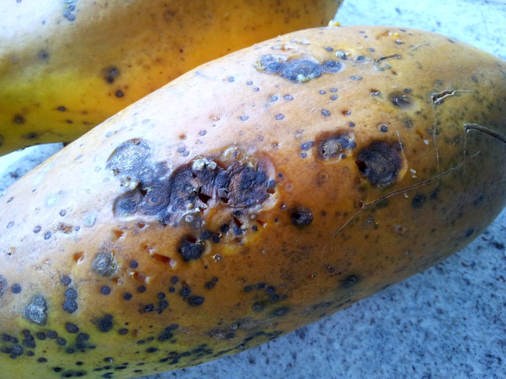 https://www.organicgardener.com.au/stop-the-rot-how-to-control-pawpaw-fruit-rot-organically/