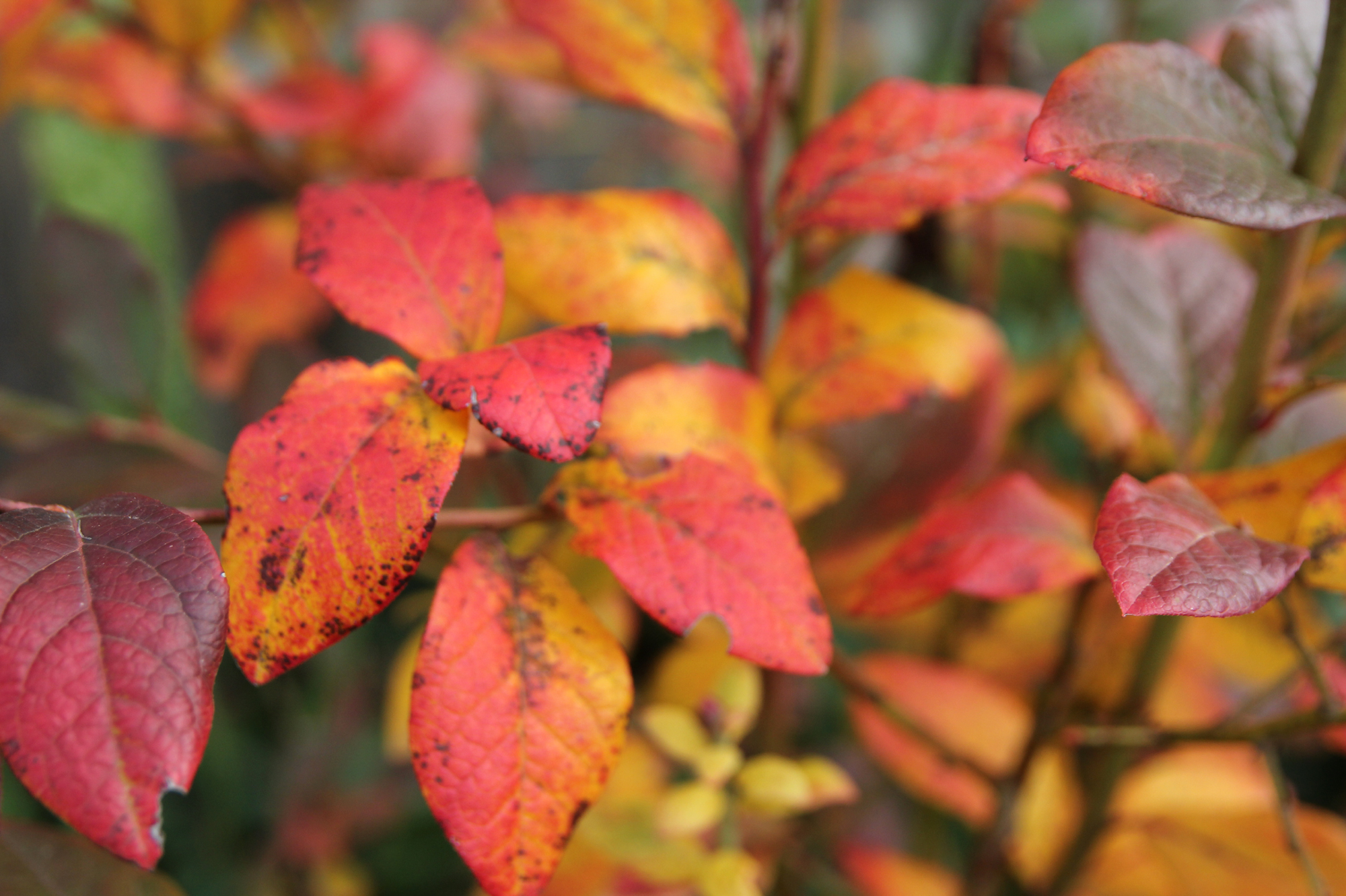 Autumn Blueberry