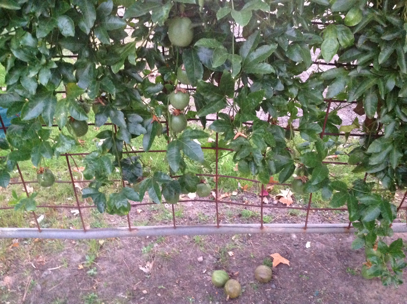Late ripening passionfruit - ABC Organic Gardener Magazine
