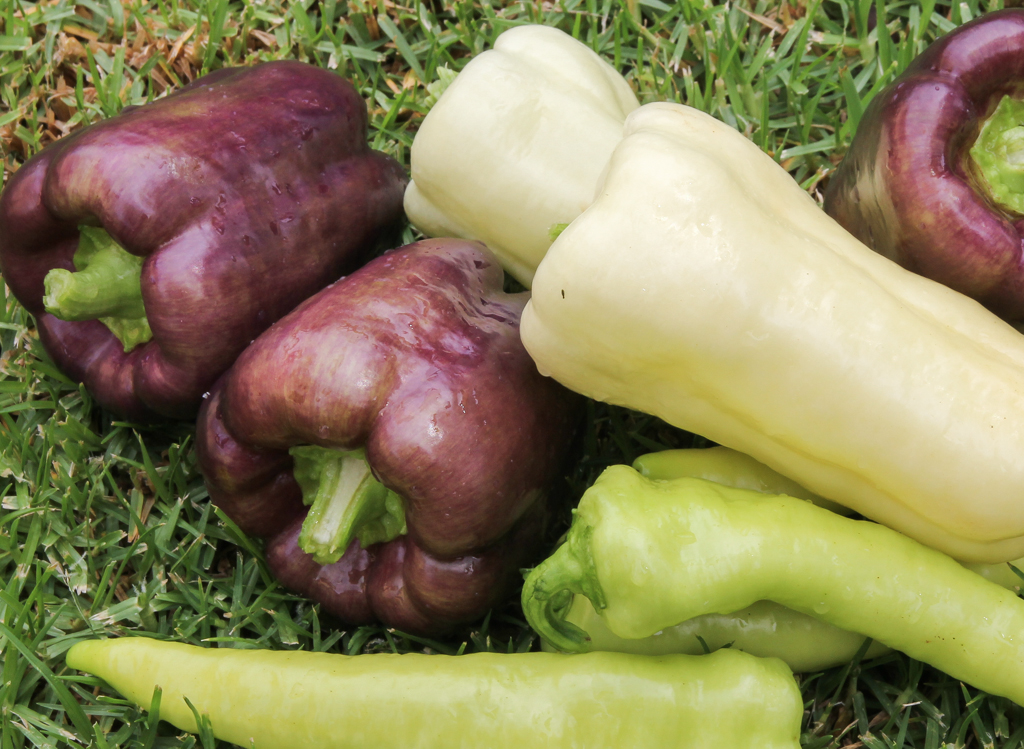Heirloom Capsicums