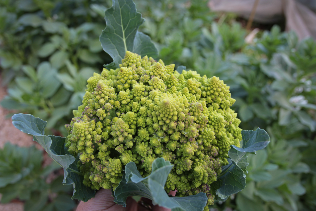 Romanesco Broccoli