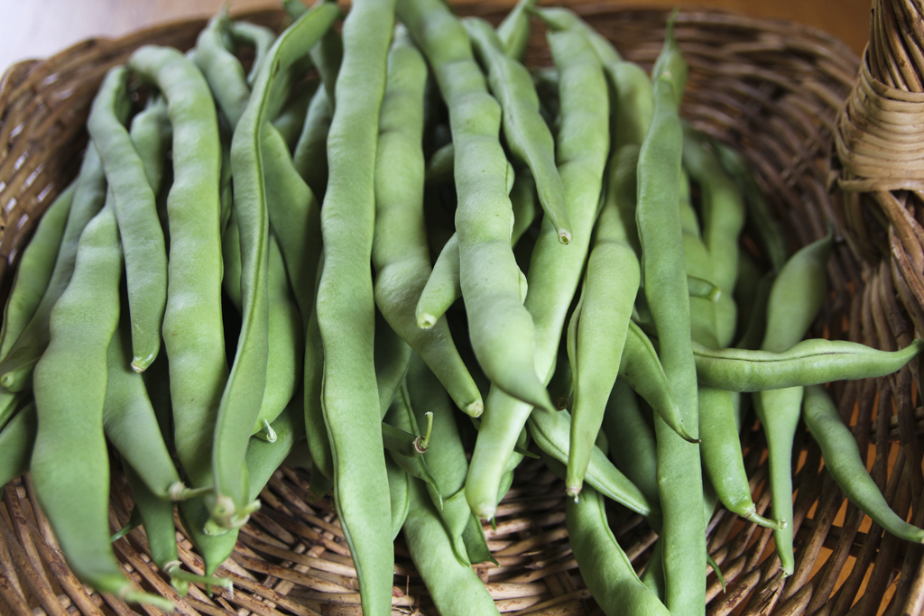 Climbing Beans