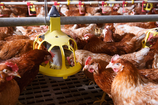 Chickens