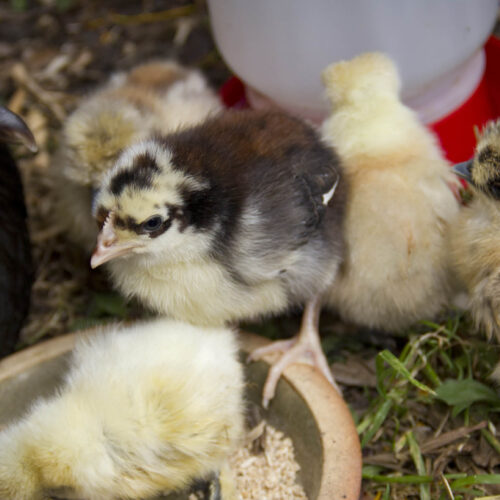 Starting out with chooks Hen with chicks