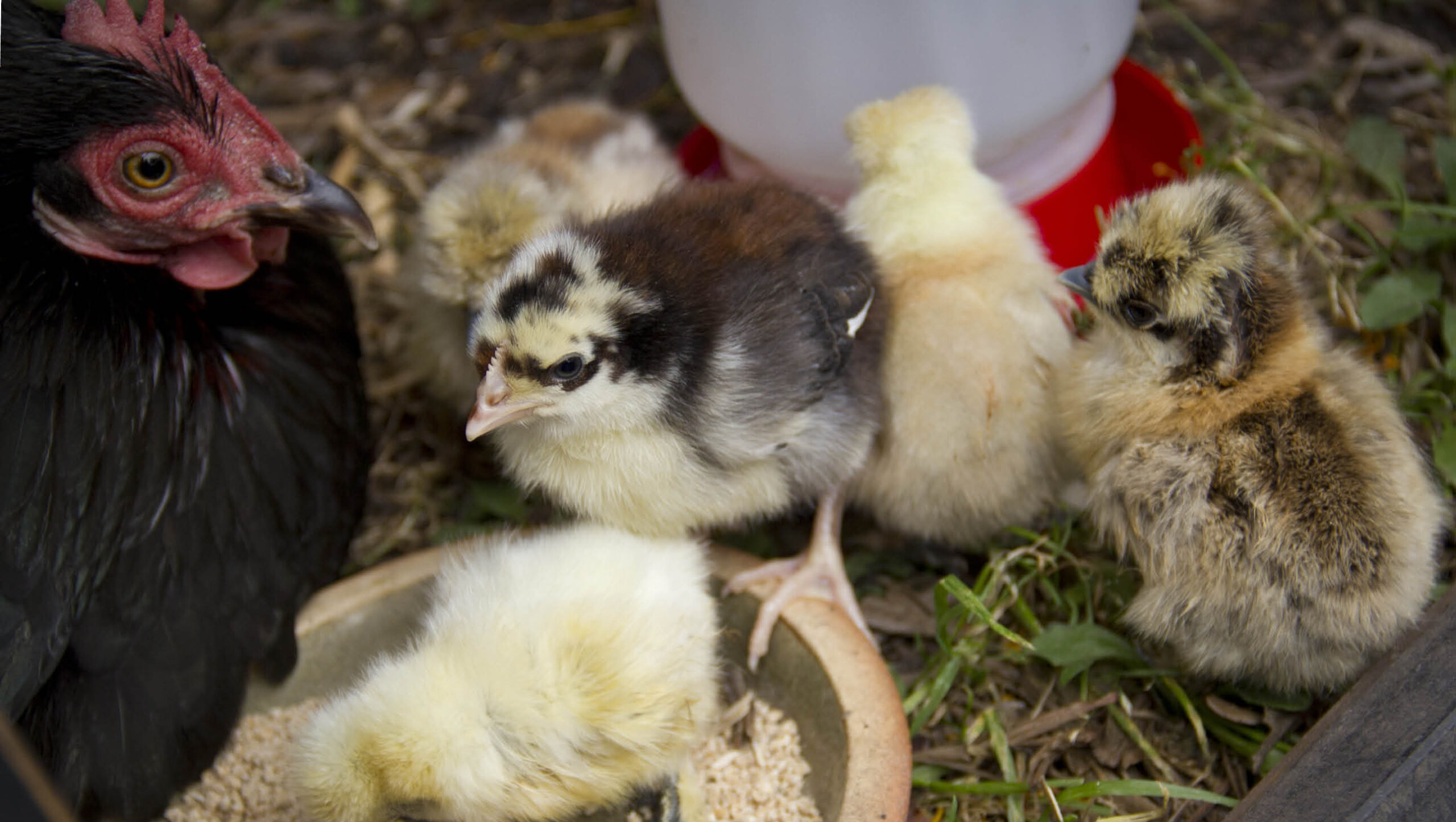 Hen with chicks