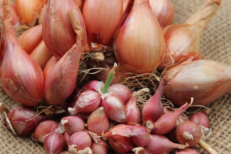 Tree onion bulbs and bulbils