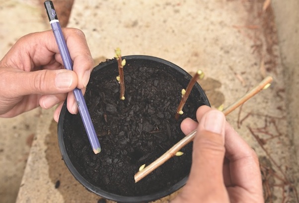 hardwood cuttings