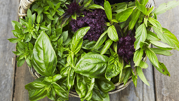 Basil