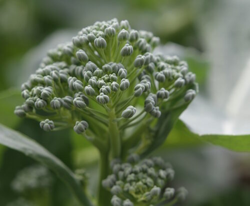 Broccoli - ABC Organic Gardener Magazine