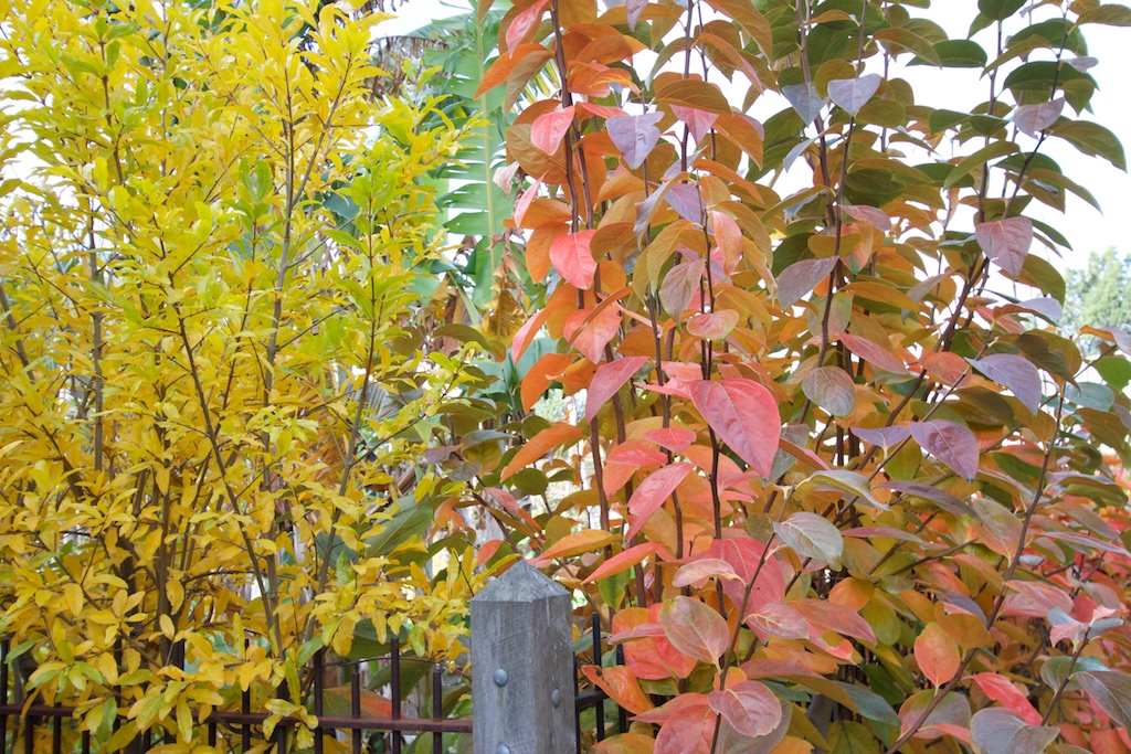 Autumn Leaves: Garden Gold for Soil Health & Composting