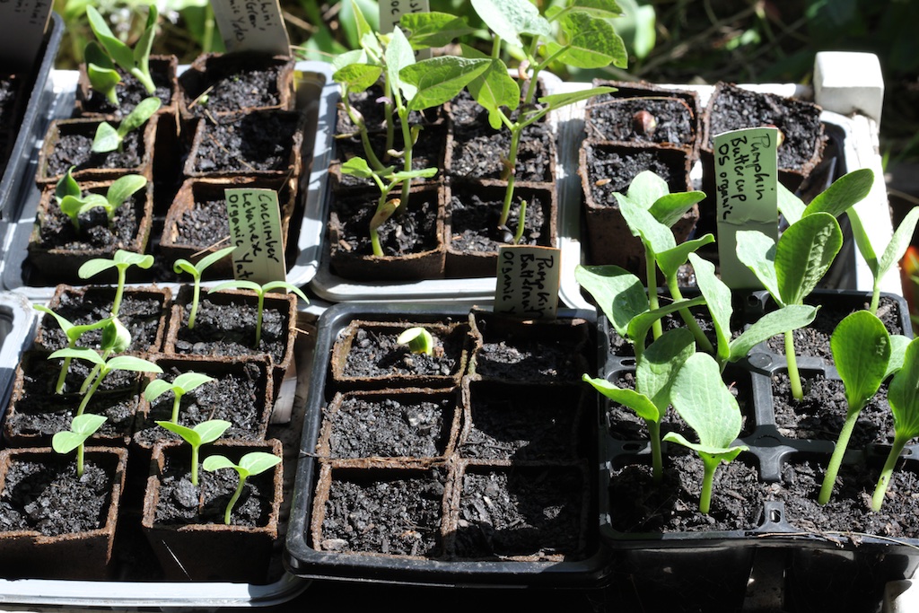 Seeds sown in coir pots