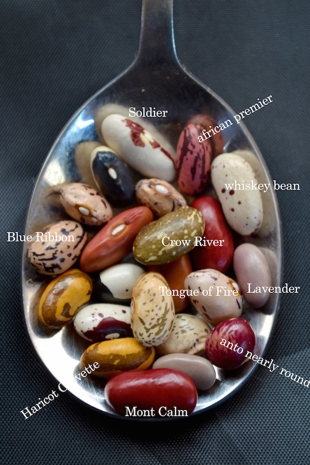 Heirloom bean graphic