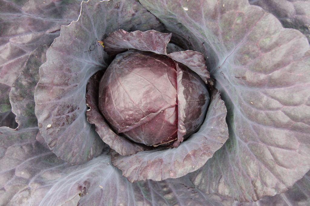 Purple cabbage