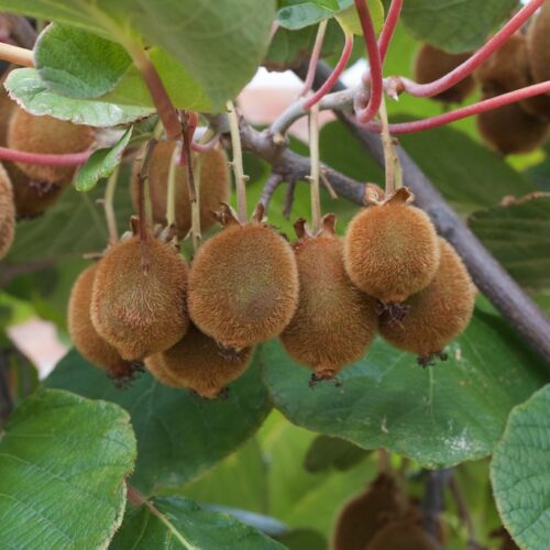 Grow kiwi fruit and reap the benefits Kiwi fruit on vine
