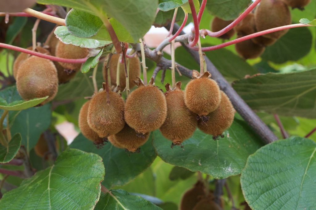 Kiwi fruit on vine