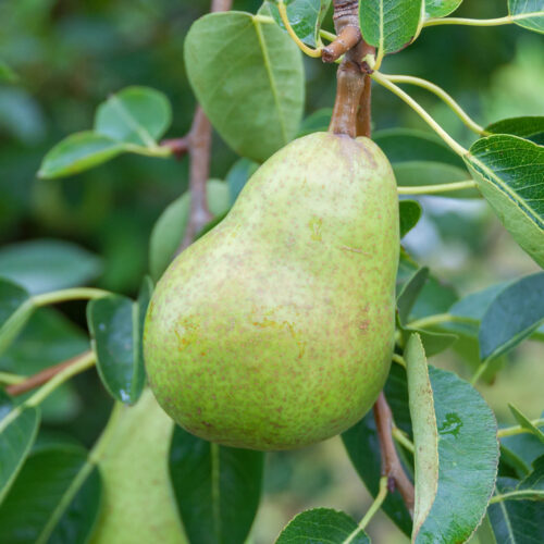 The best way to purchase pears is bare rooted in winter.