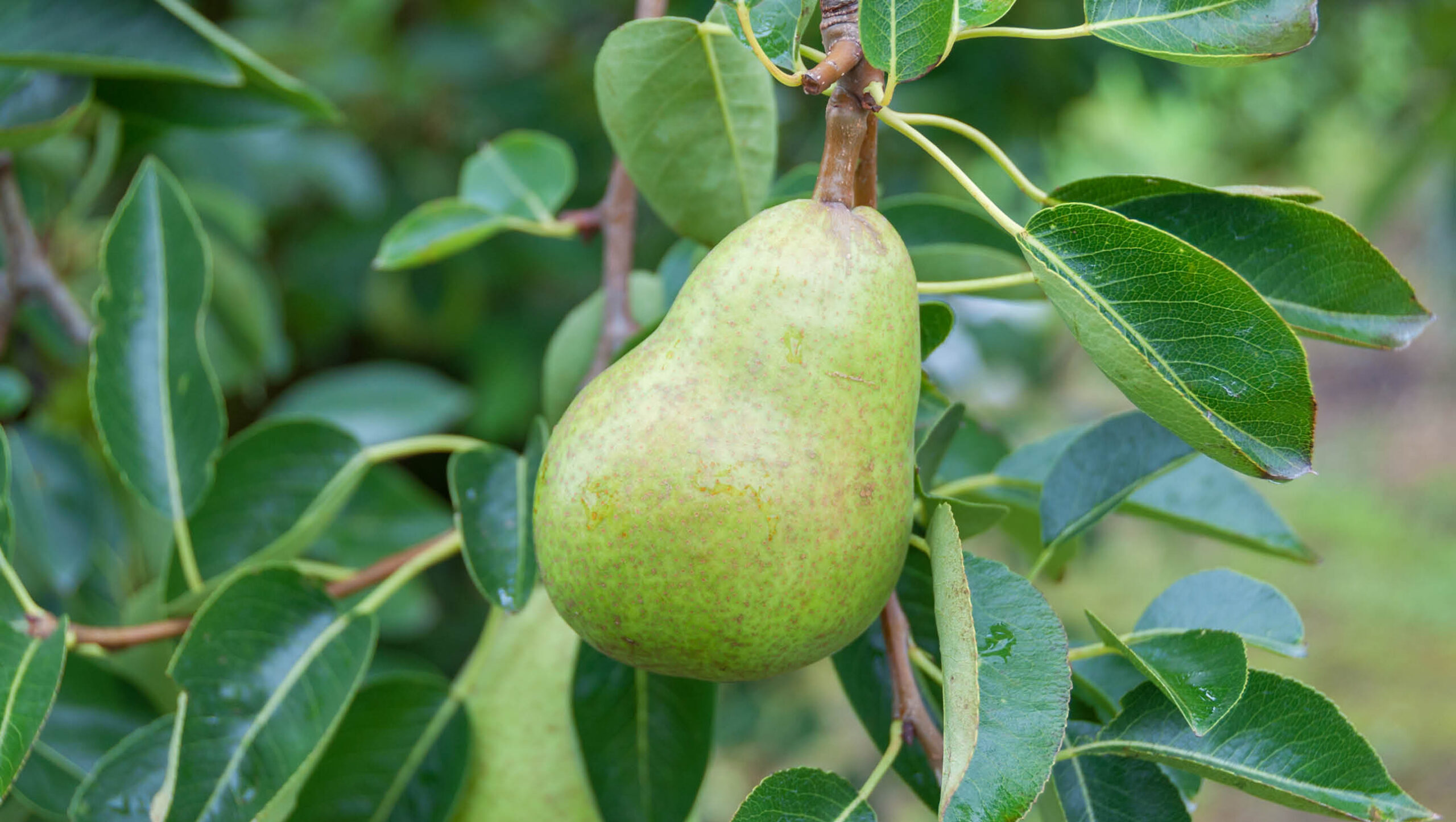 The best way to purchase pears is bare rooted in winter.