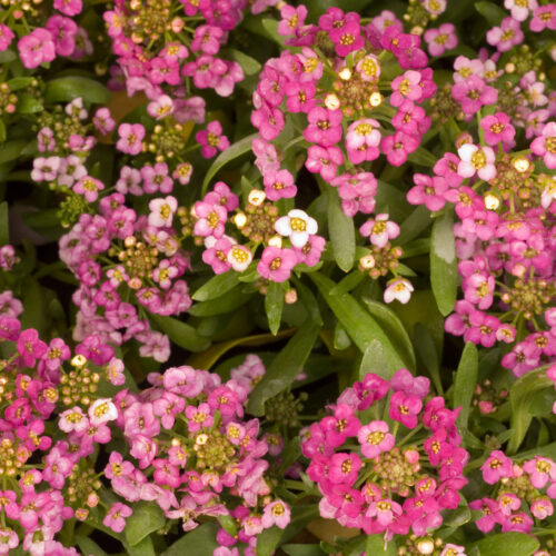 Flowers for late winter and spring colour Alyssum