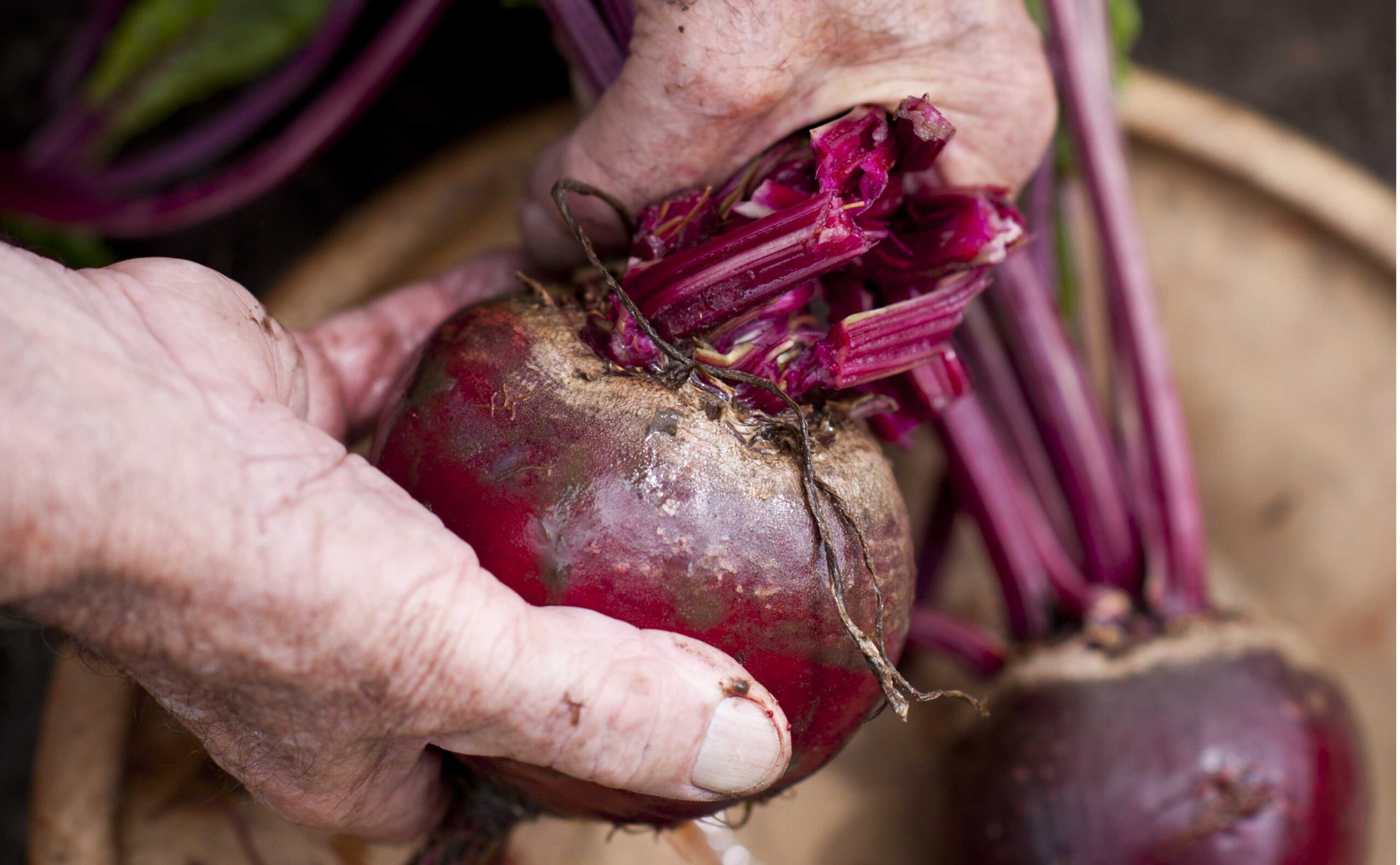 How to grow beetroot - ABC Organic Gardener Magazine