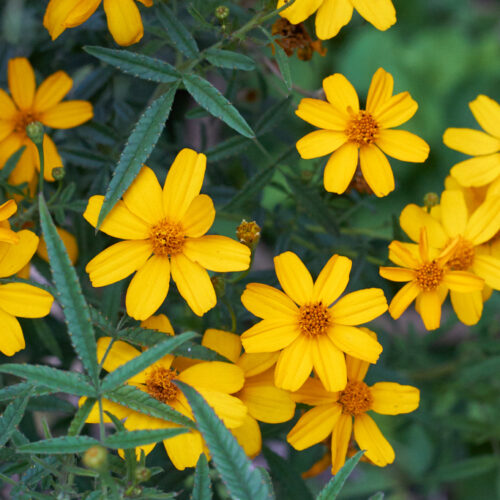 Tree marigold Golden yellow flowers