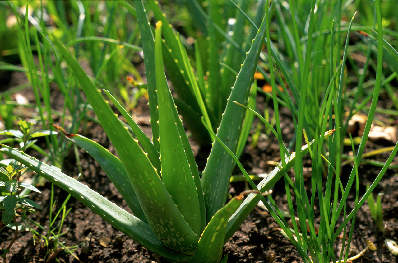 Aloe vera and other skin herbs - ABC Organic Gardener Magazine