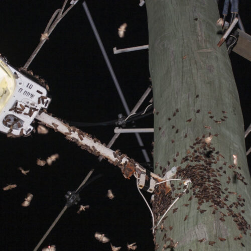 Bogong moths flying around a street lamp.