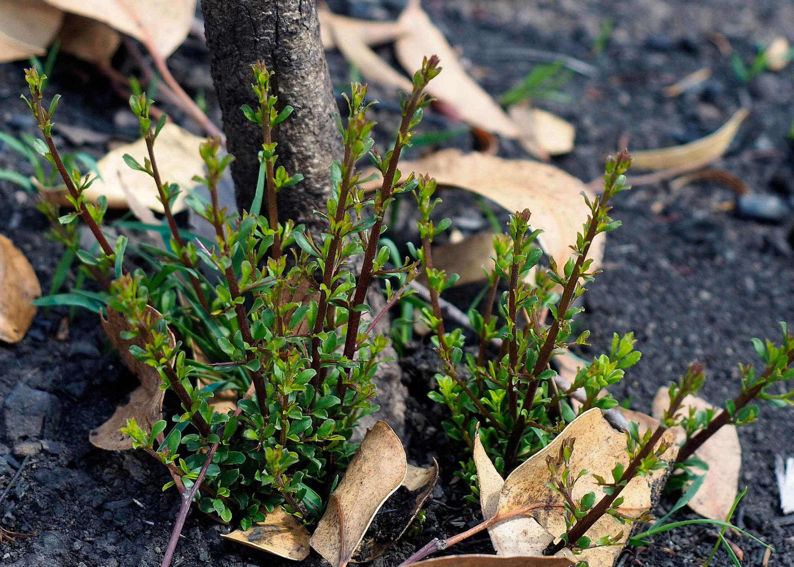 Bushfire recovery: start with the soil