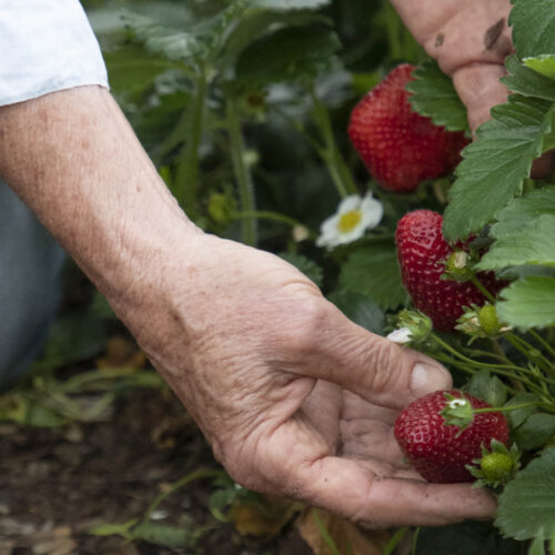 Strawberry growing success Person picking fresh strawberries.