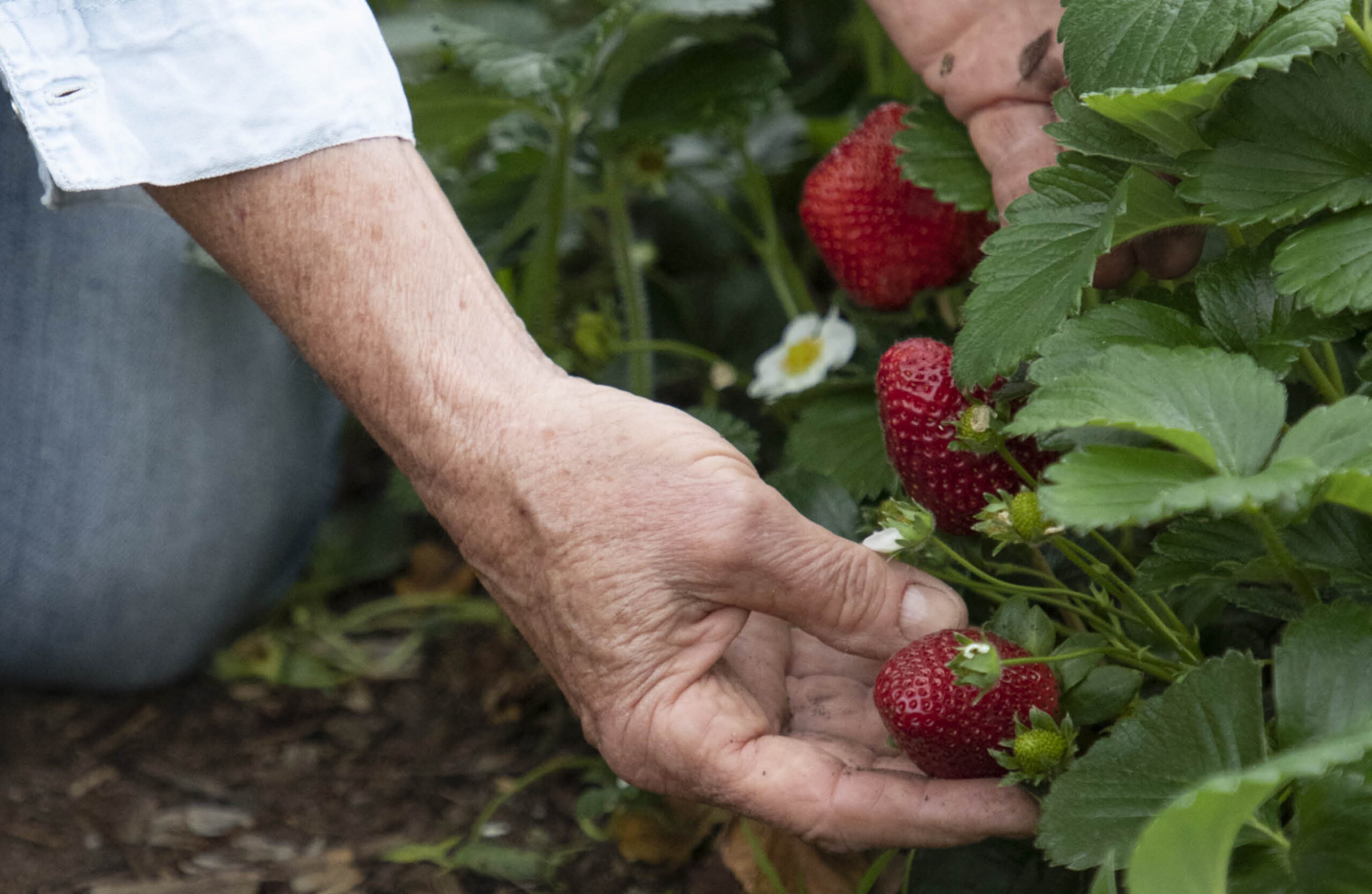 Person picking fresh strawberries.