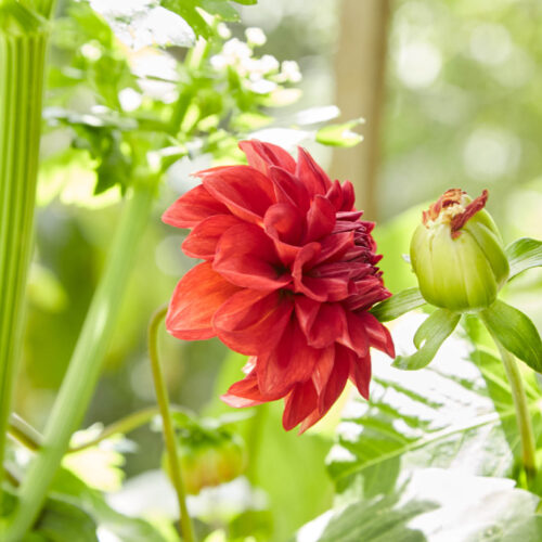 A dahlia growing
