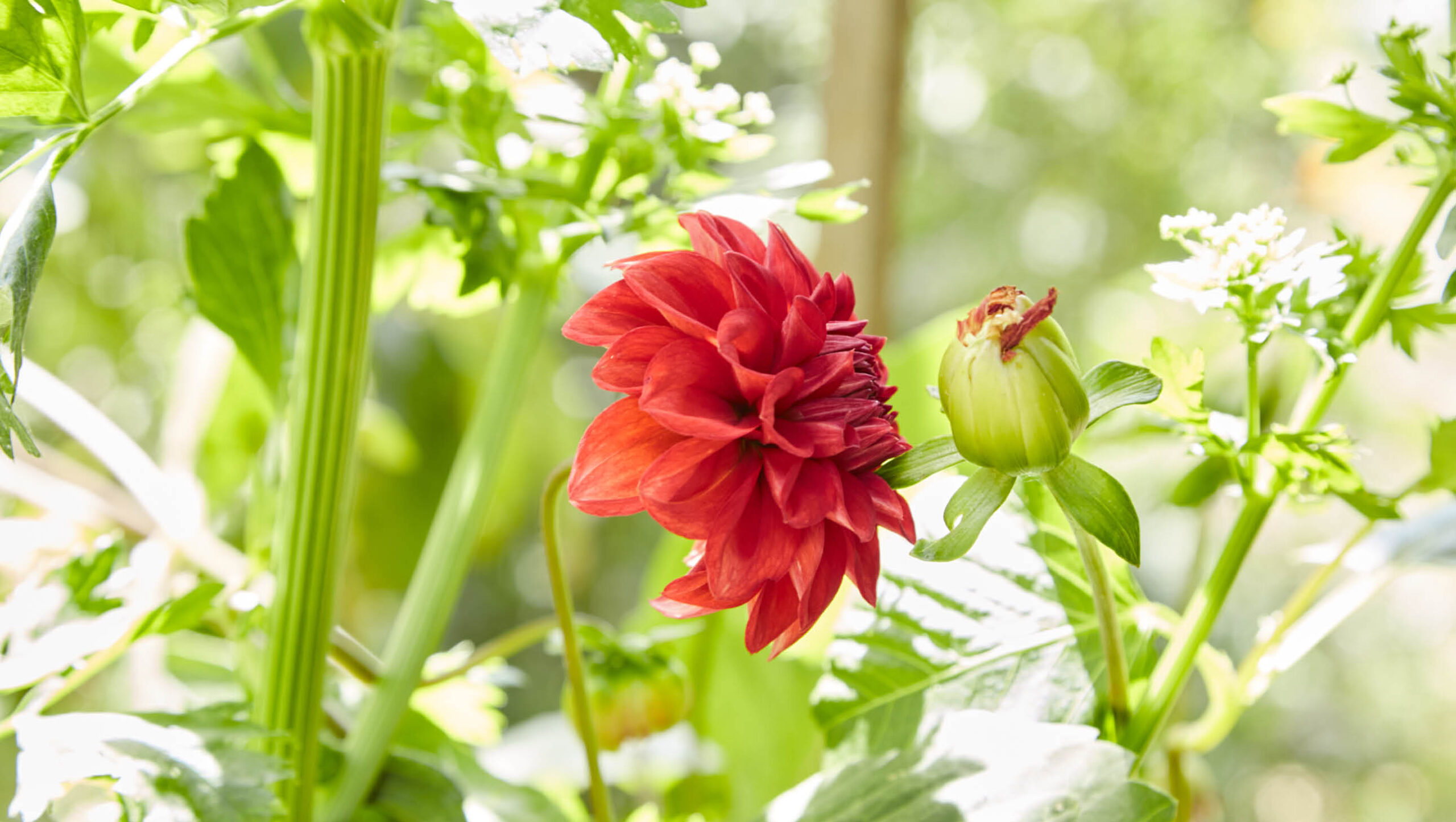 A dahlia growing