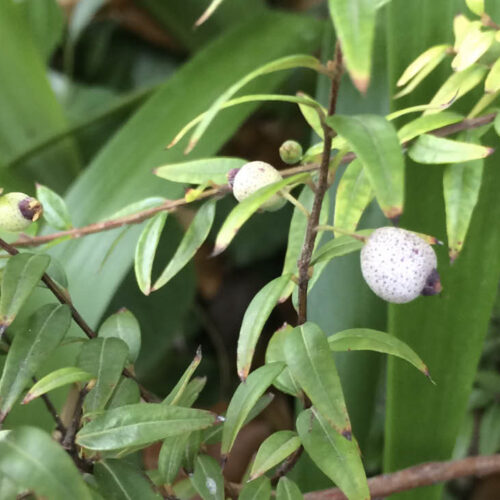 Midyim berries