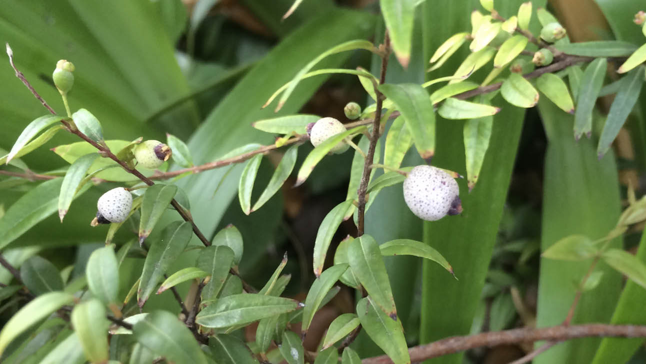 Midyim berries