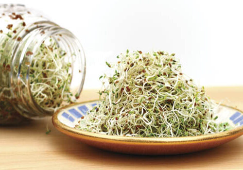 How to grow sprouts Sprouts