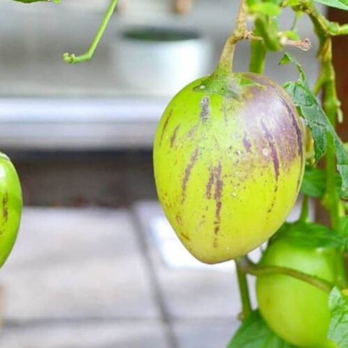 Pepinos, a type of melon, growing a vine.