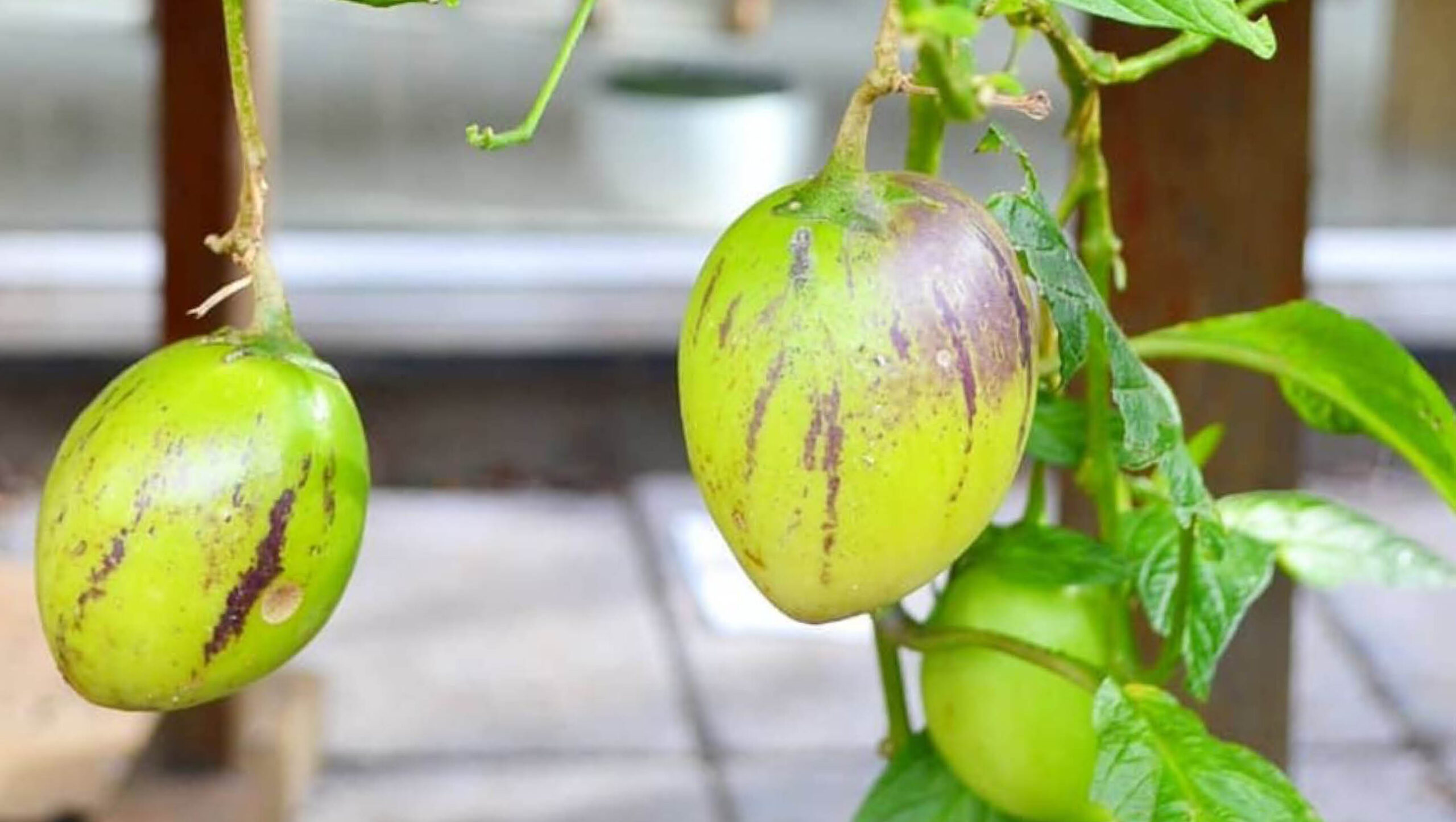 Pepinos, a type of melon, growing a vine.
