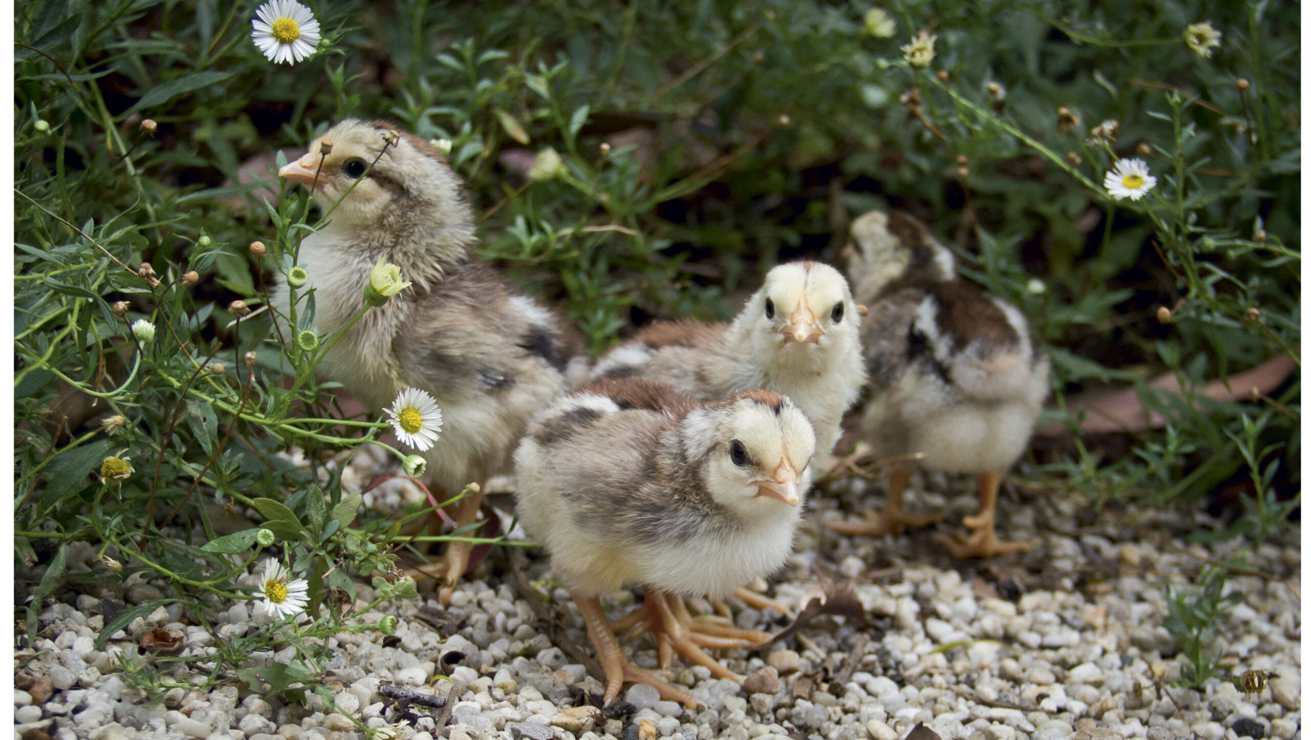 Rustic Chick Raising chicks naturally - ABC Organic Gardener Magazine